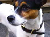 Dog Paris