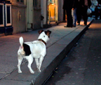 small dog