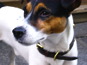 Dog Paris